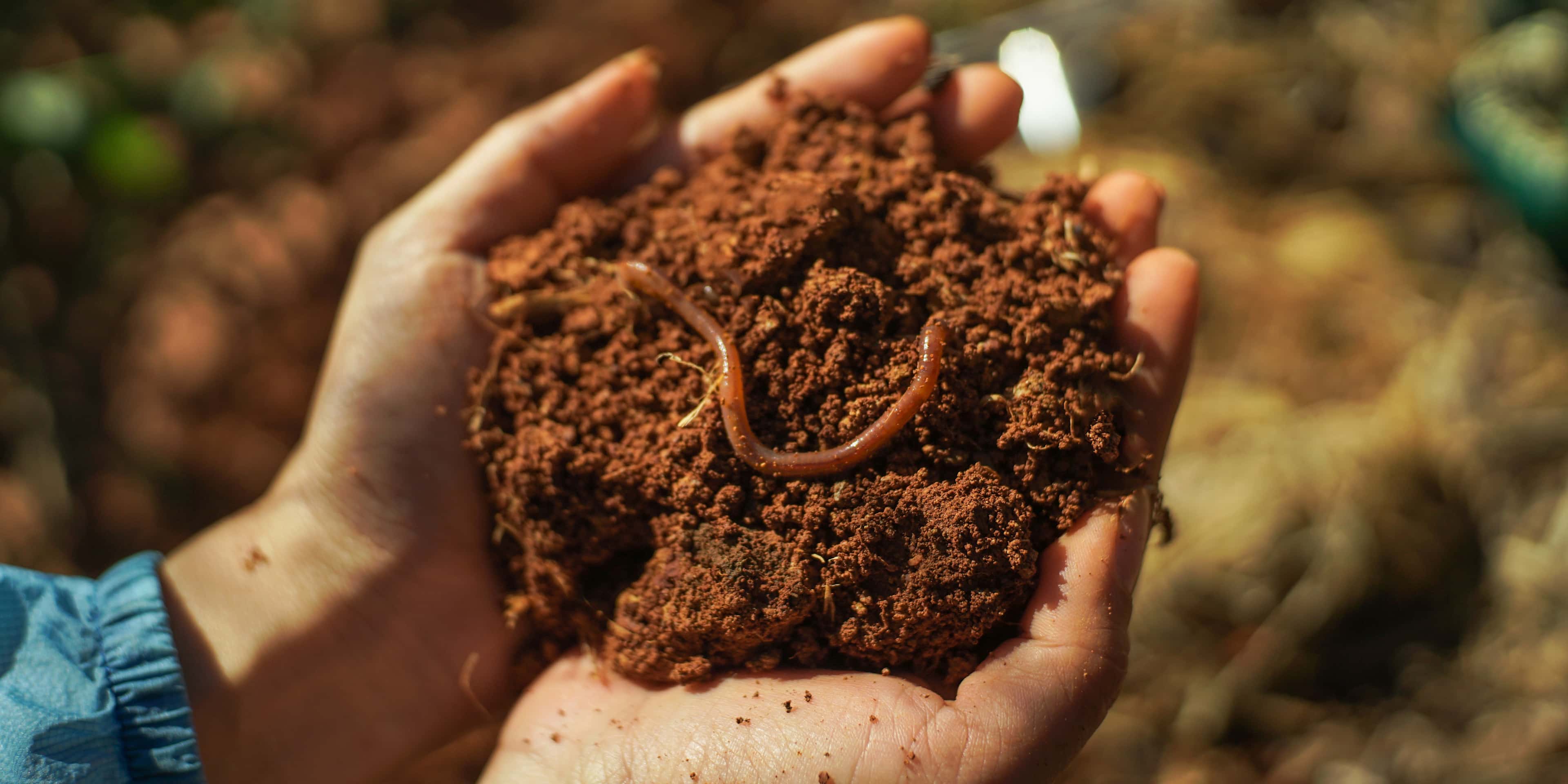 Earthworms Arrived to North America as Stowaways 2