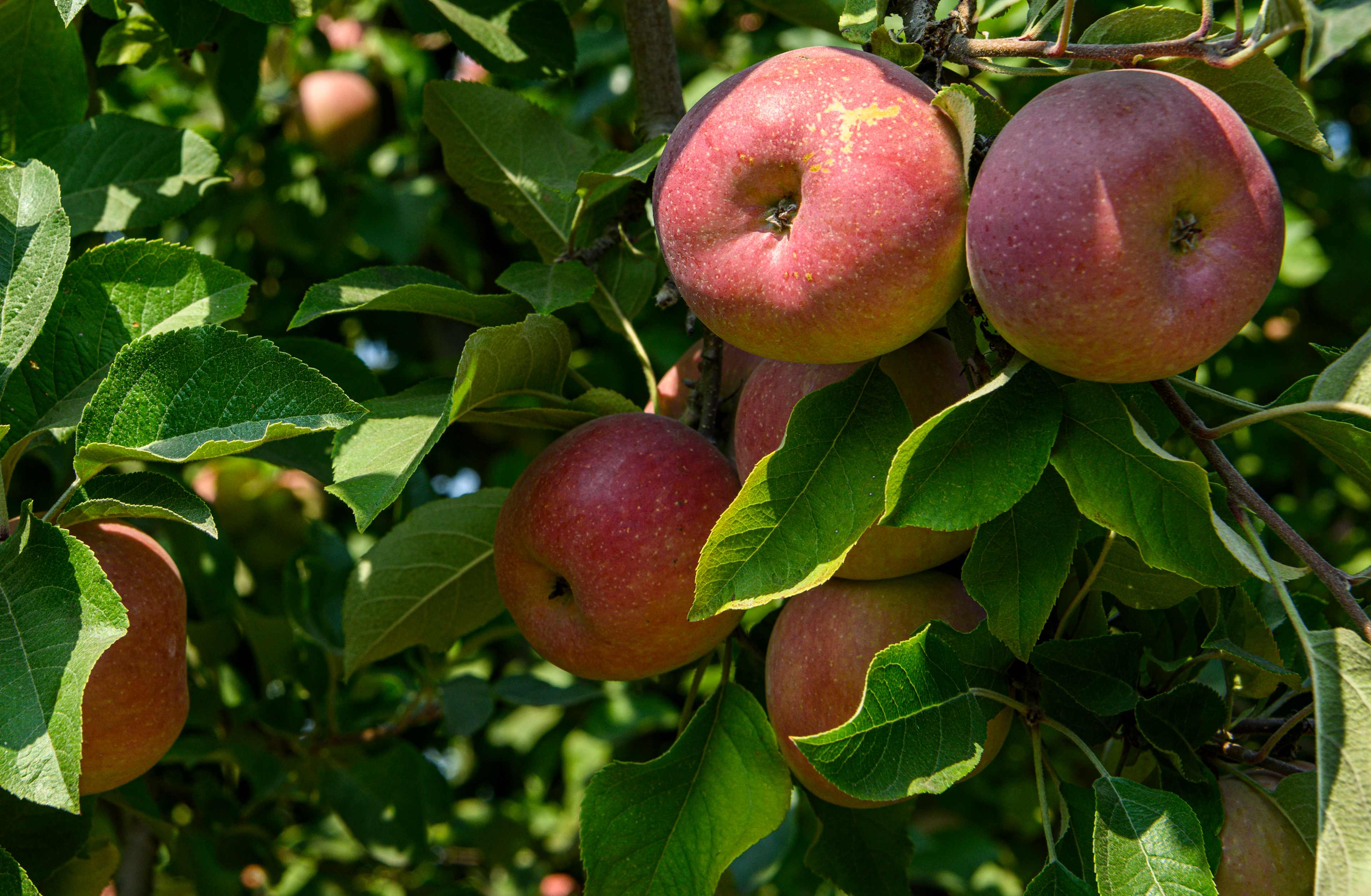 How Pickling Helped Early American Colonists Survive 3
