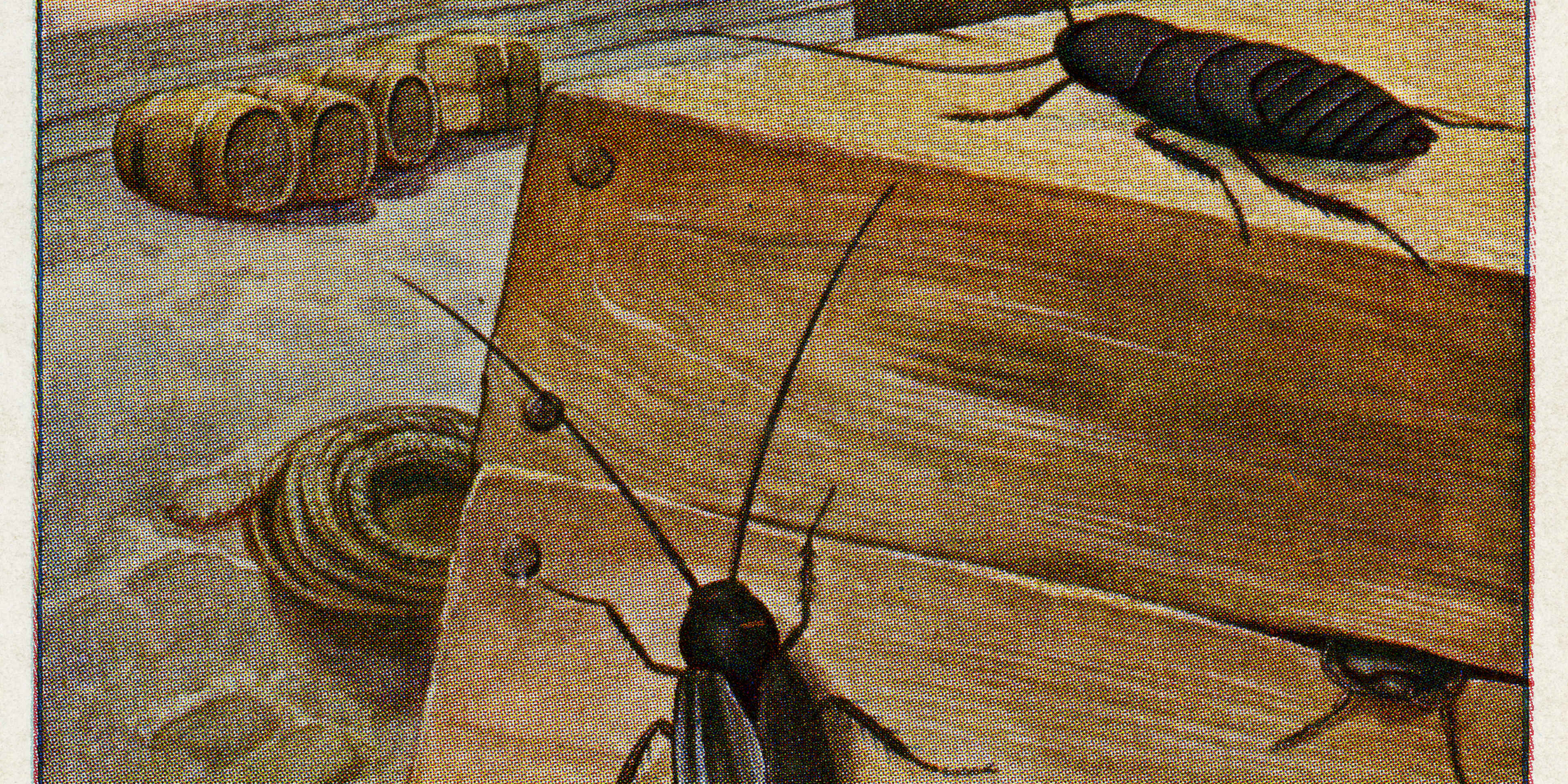 The Pests That Plagued Colonial America 2