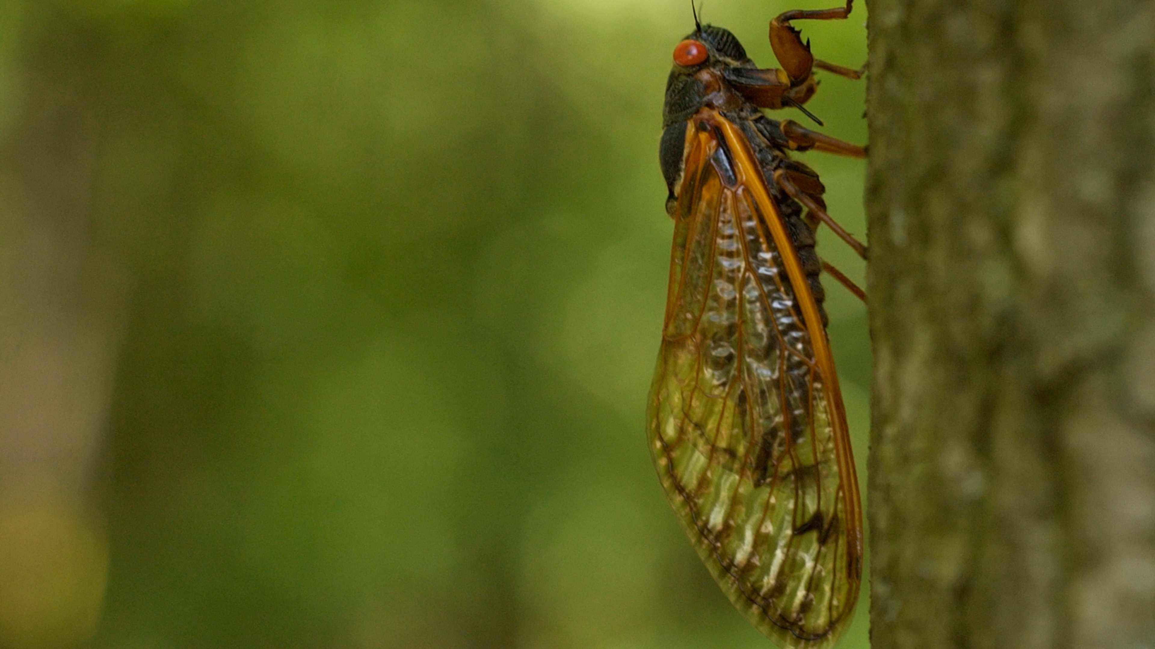 The Pests That Plagued Colonial America 3