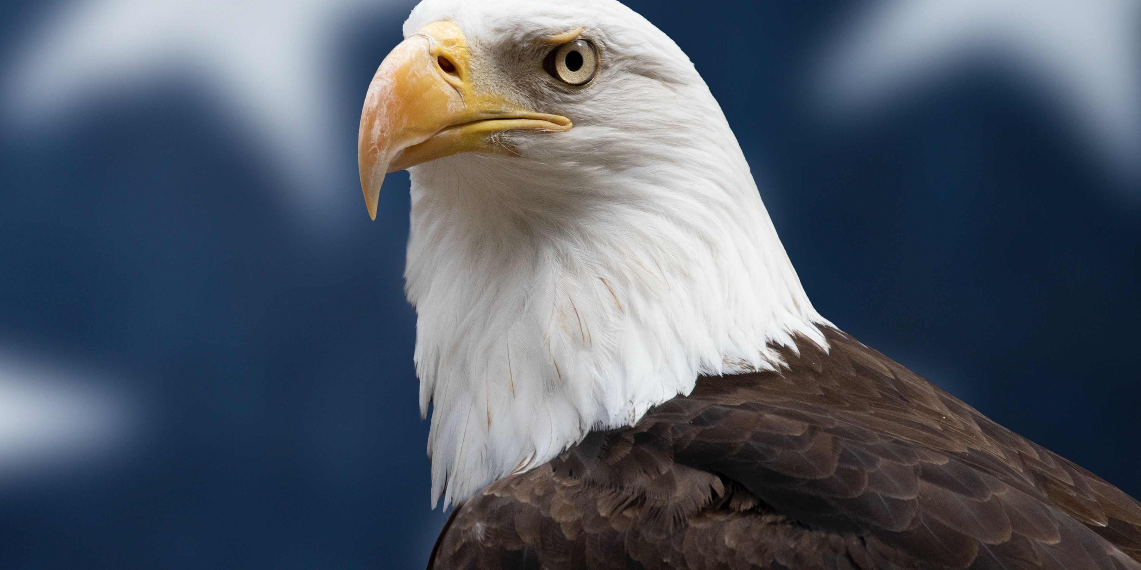 How Did the Bald Eagle Become America’s National Bird? 2